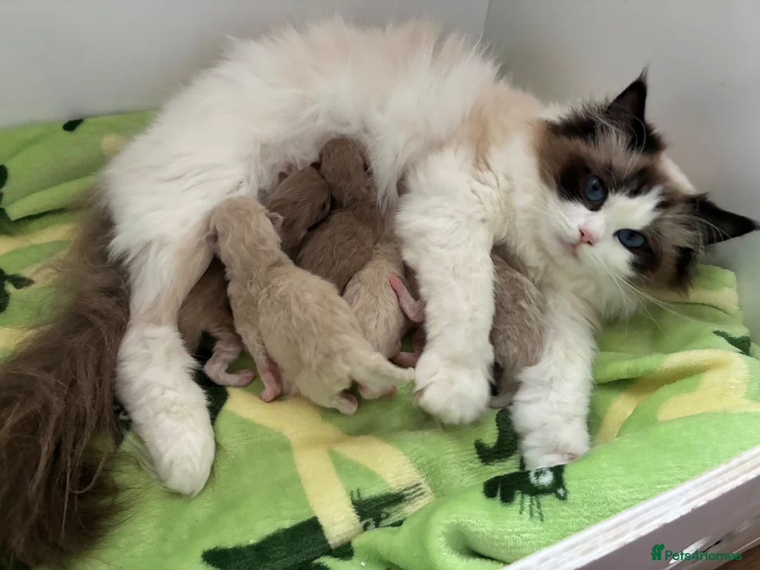 Ragdoll cats for sale: Registered Mink Ragdolls (cherubims) - Advert 9