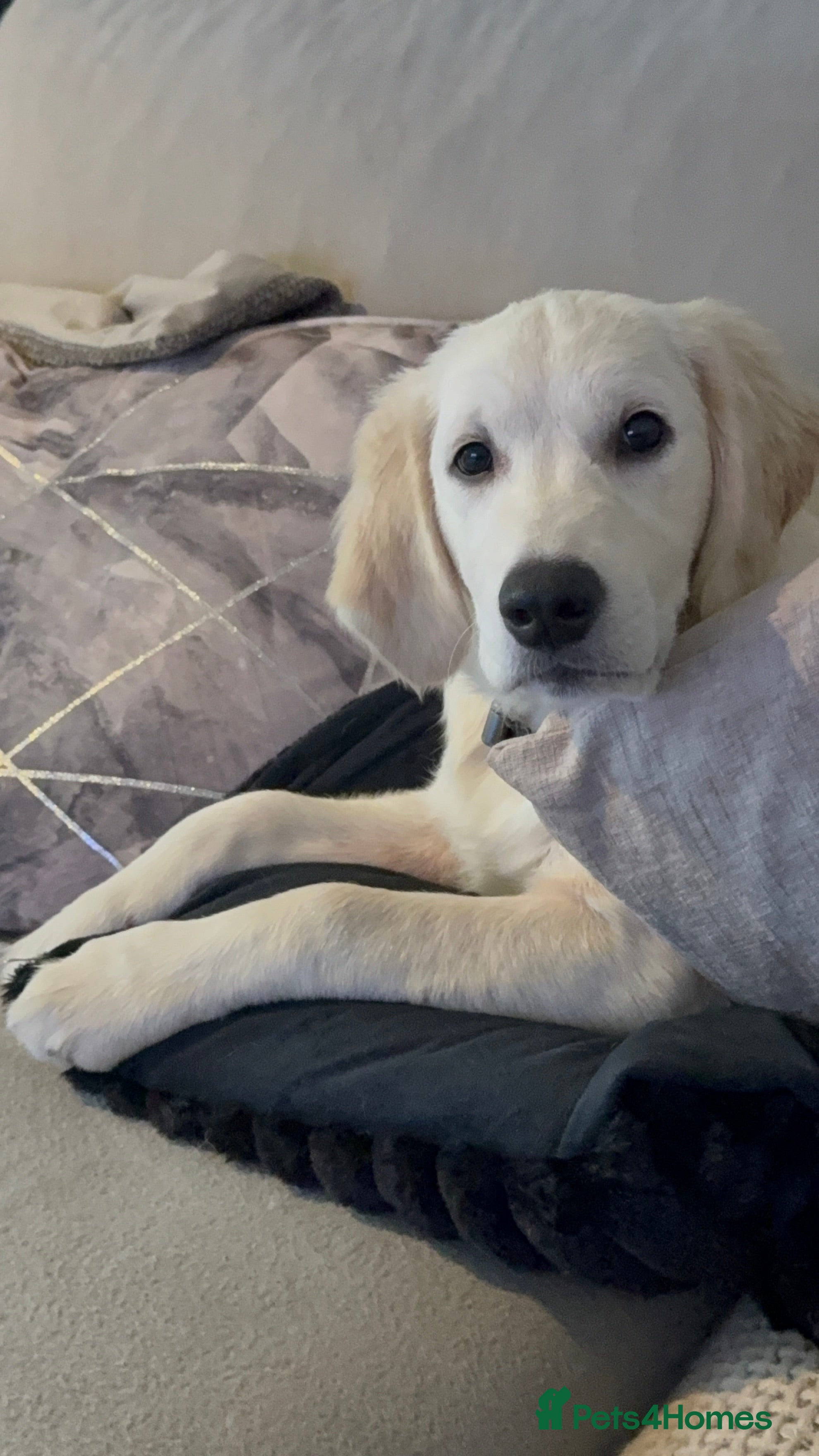 Golden Retriever dogs 6 month old, Male golden retriever  - Advert 1