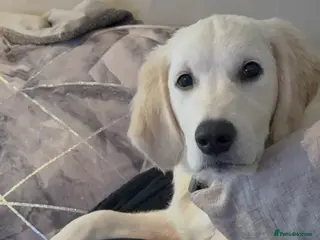 Golden Retriever dogs 6 month old, Male golden retriever - Advert 1