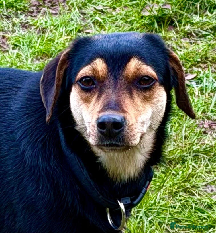 Miniature Pinscher dogs 🐾 ROSE – Female Miniature Pinscher - Advert 4