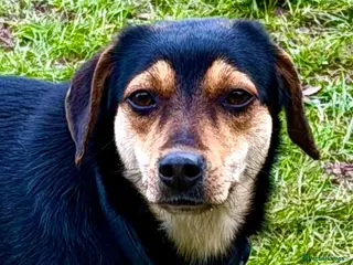 Miniature Pinscher dogs 🐾 ROSE – Female Miniature Pinscher - Advert 4