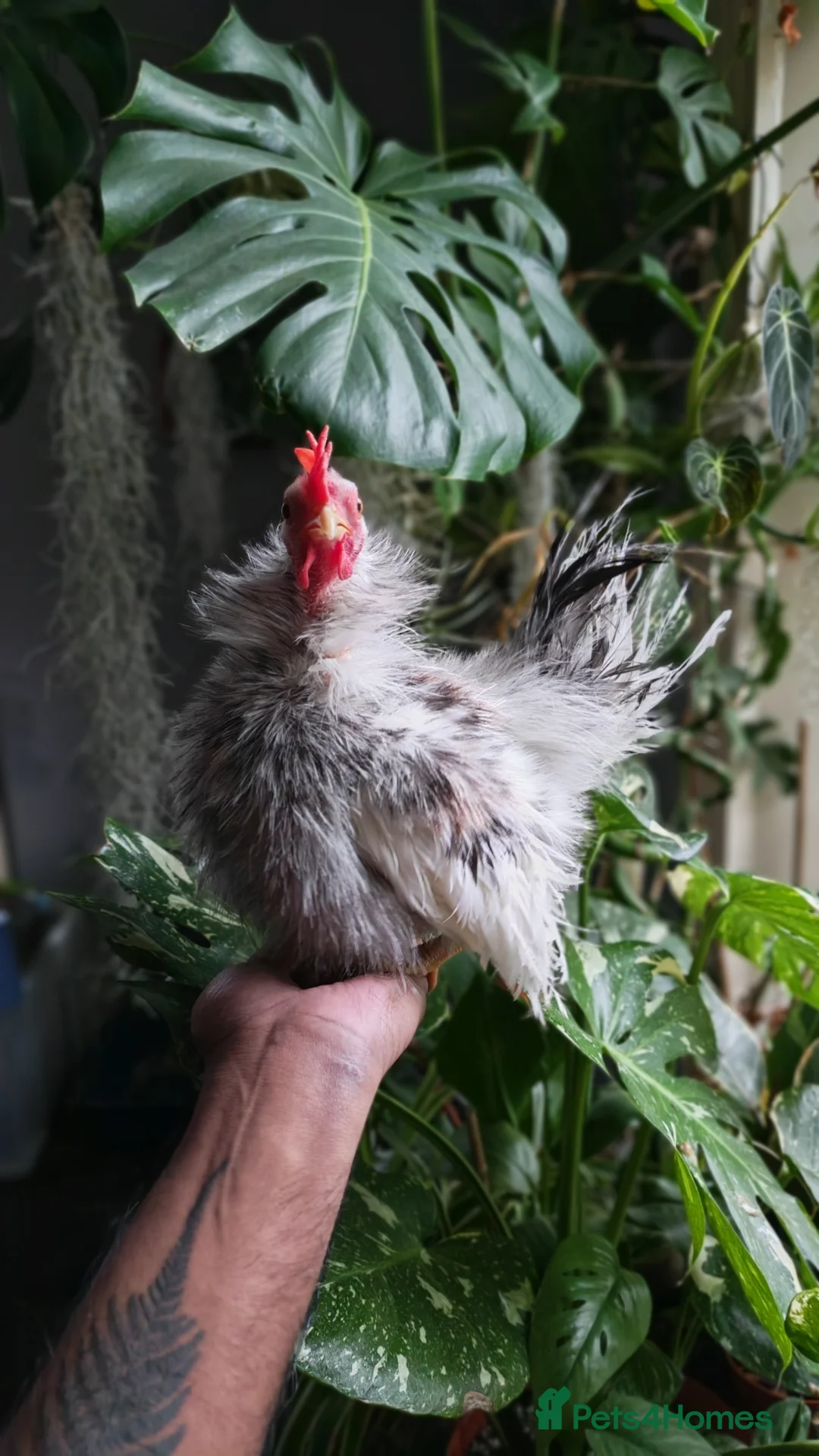 Chickens poultry for sale: Silkie Serama Chicken  - Advert 3