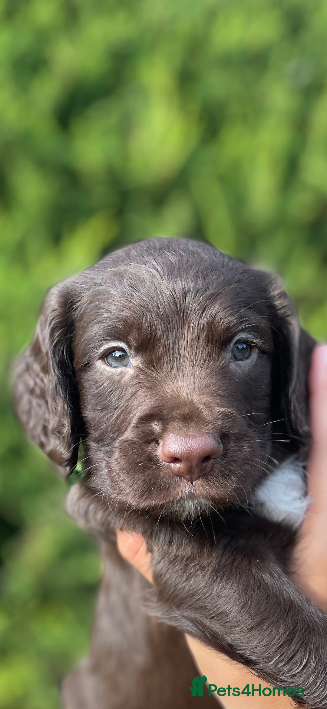 Sprocker dogs for sale: Adorable sprockers  - Image 11