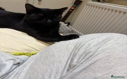 Domestic Shorthair cats for sale: 2 female bonded siblings - Image 11