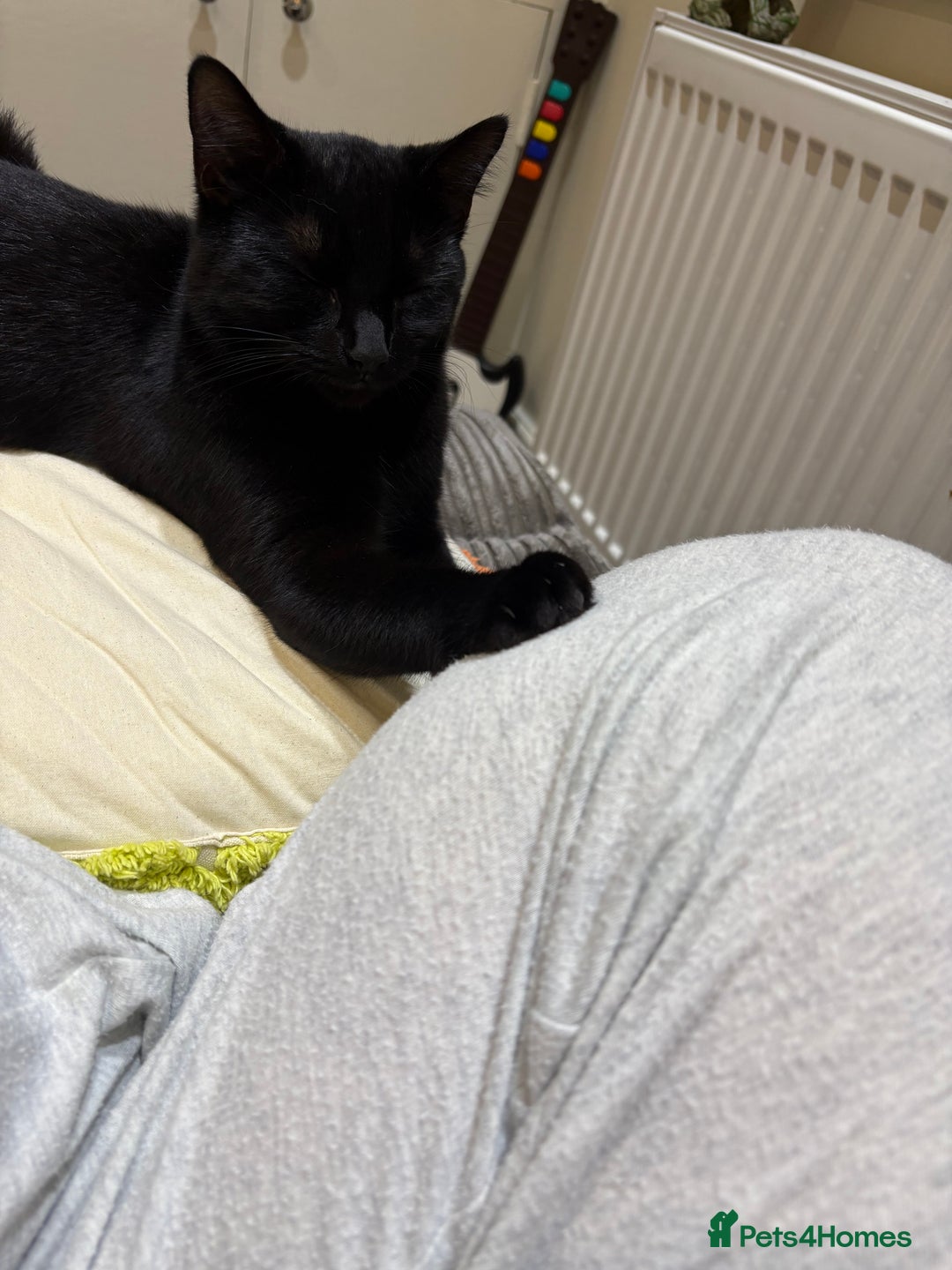 Domestic Shorthair cats for sale: 2 female bonded siblings - Image 11
