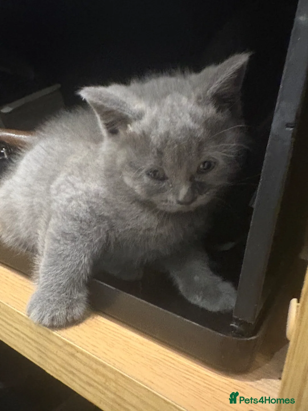 British Shorthair cats for sale: British Shorthair kittens  - Advert 2