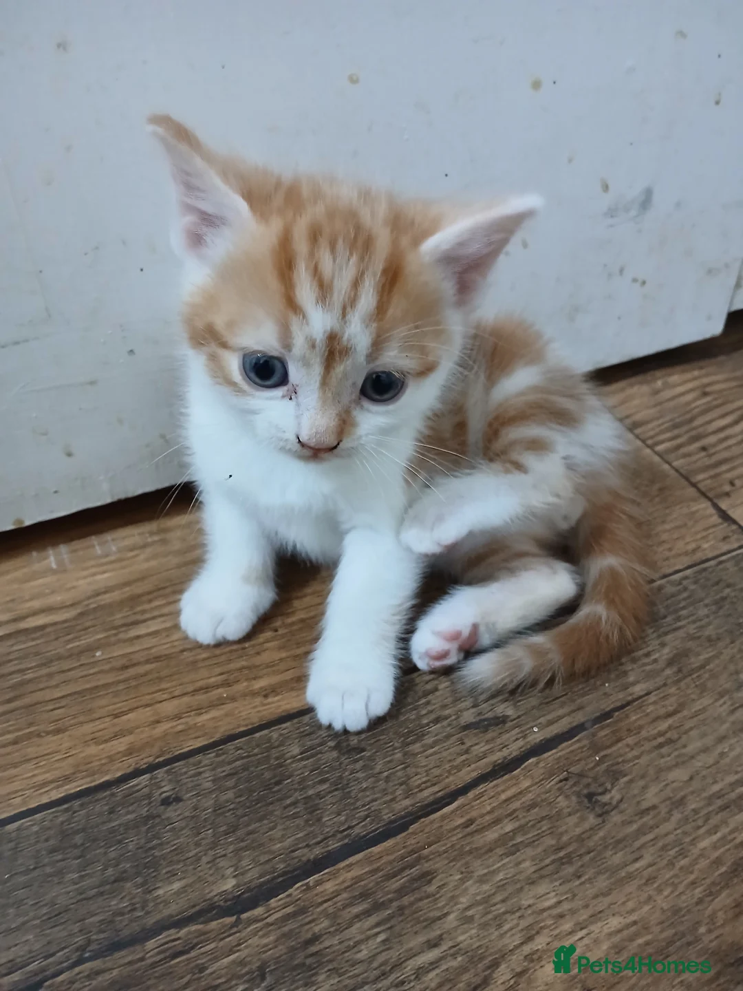 Mixed Breed cats for sale: Beautiful kittens - Advert 4