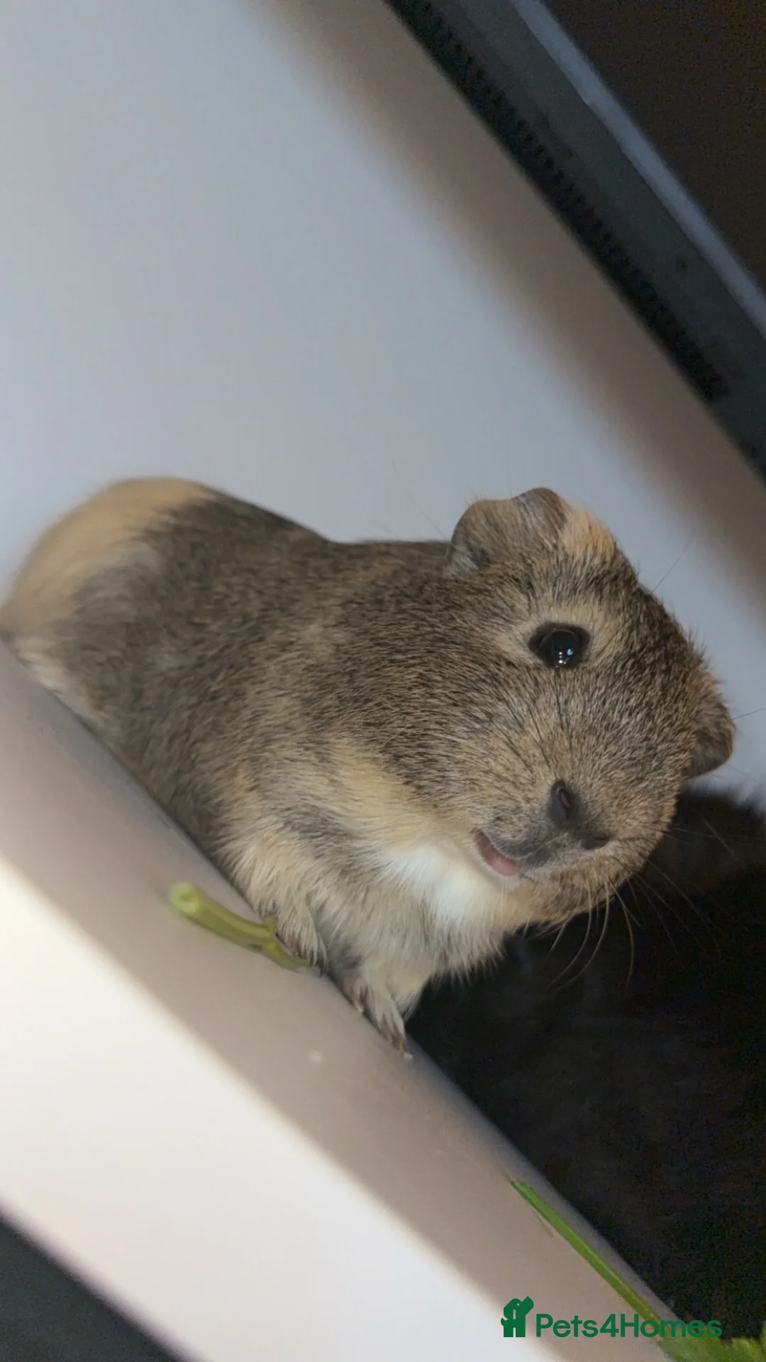 Guinea Pig rodents for sale: Guinea Pigs in South Ockendon - Advert 2