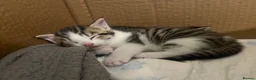 Mixed Breed cats for sale: Tabby’s  - Advert 7