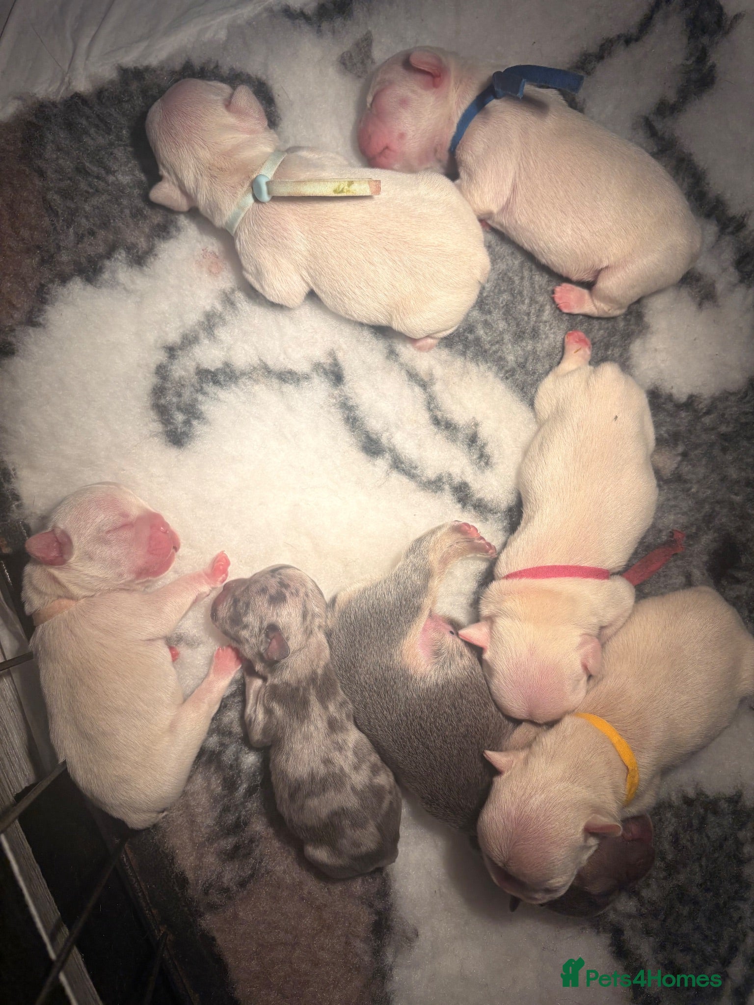 French Bulldog dogs 5 star KC Rare Frenchies  - Advert 1