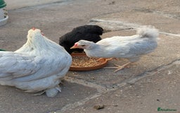Chickens poultry for sale: Lavender hen and Lavender cockerel  - Image 1
