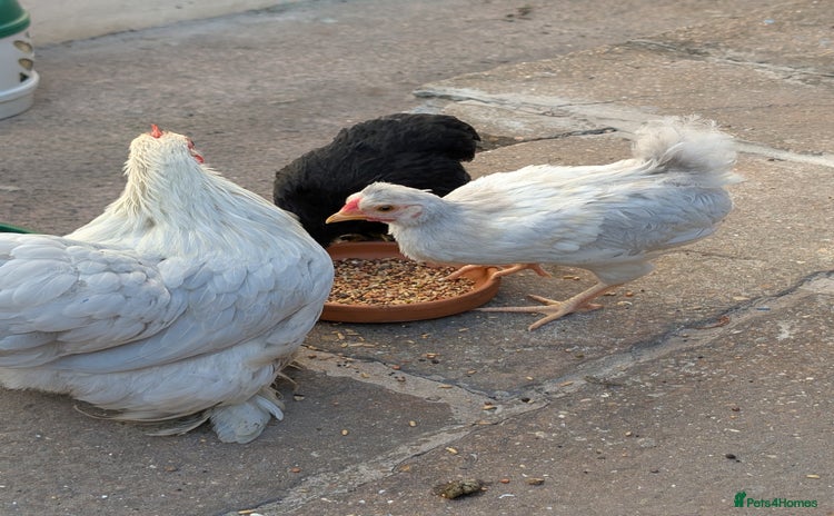 Chickens poultry - Advert 1