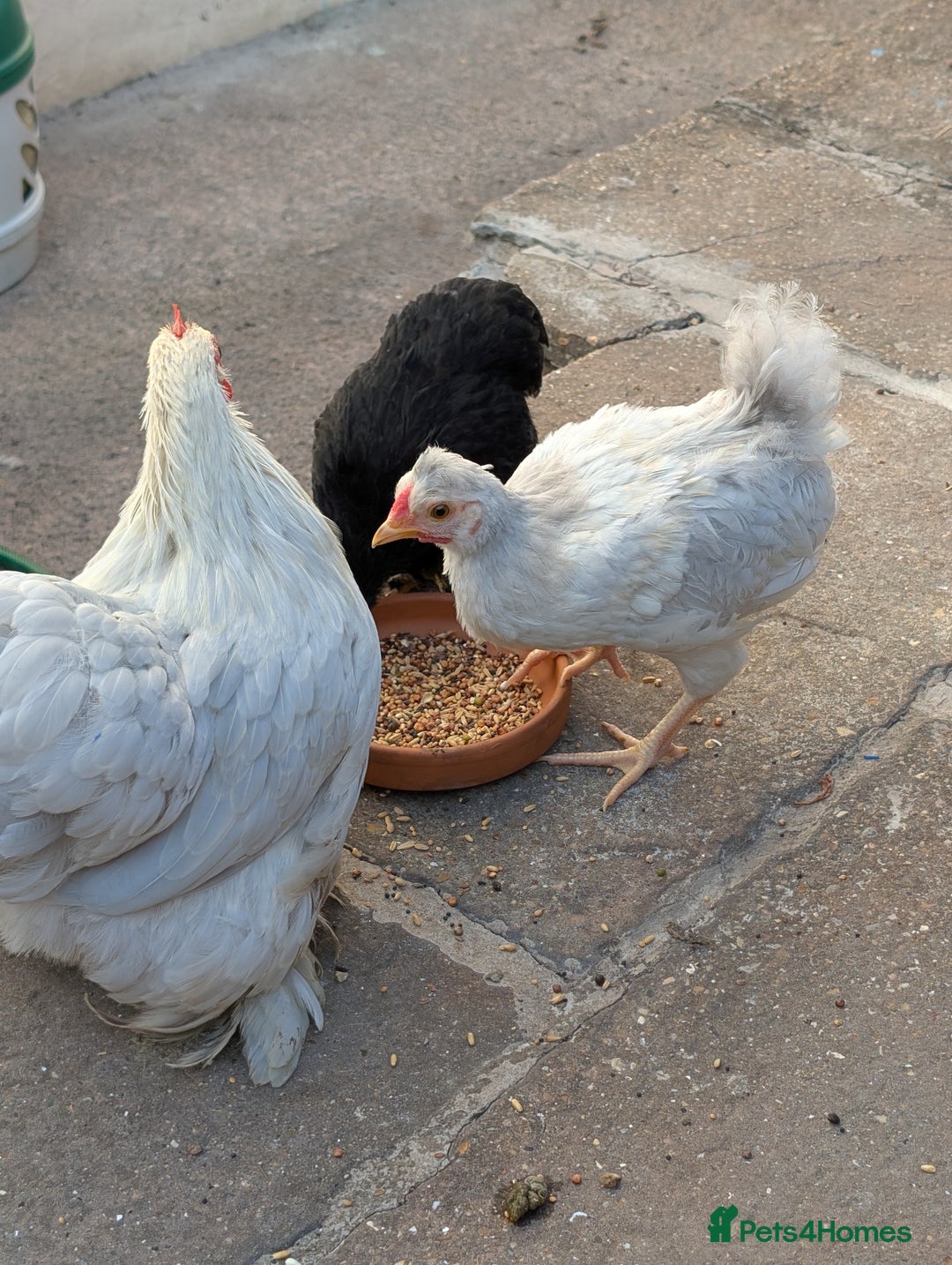 Chickens poultry for sale: Lavender hen and Lavender cockerel  - Image 1