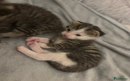 Mixed Breed cats for sale: Beautiful patched tabbies looking for homes  - Image 7