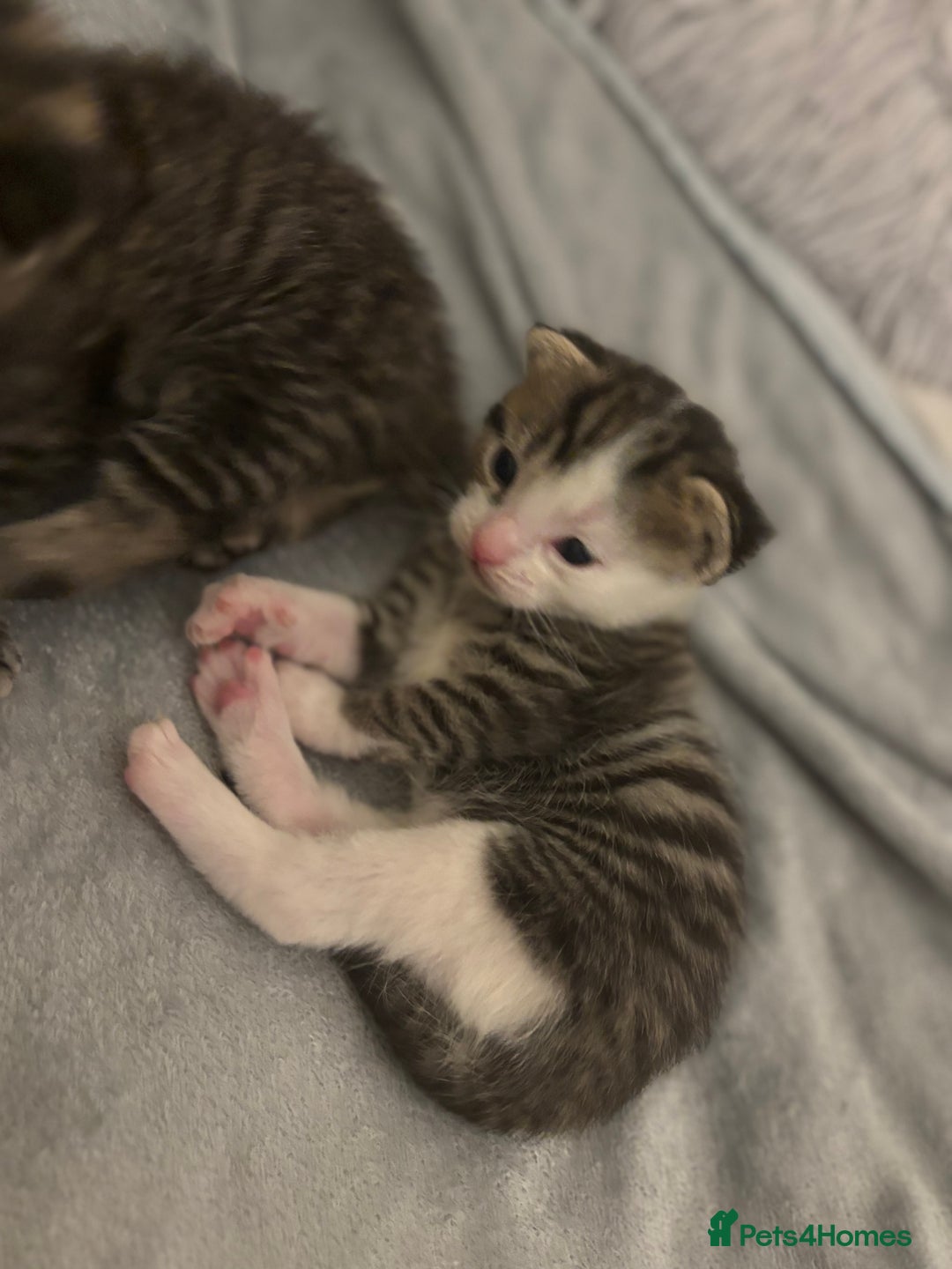 Mixed Breed cats for sale: Beautiful patched tabbies looking for homes  - Image 7