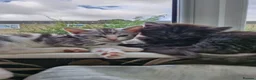 Mixed Breed cats for sale: Mixed ragdoll x kittens  - Advert 10