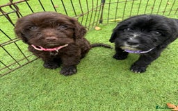 Cockapoo dogs for sale: 12 stunning cockapoo puppies ready now - Image 6
