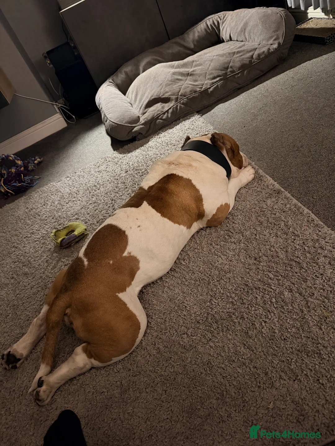 American Bully dogs for sale: Boss xx - Advert 3