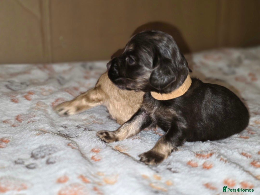 Cockapoo dogs for sale: Stunning f1b cockapoo puppies - Image 11
