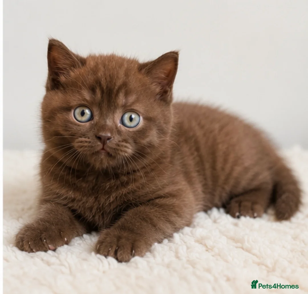 British Shorthair cats for sale: Last Boy British Shorthair chocolate 🤎✨ - Advert 2