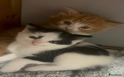 British Longhair cats for sale: Two gorgeous kittens  - Image 3