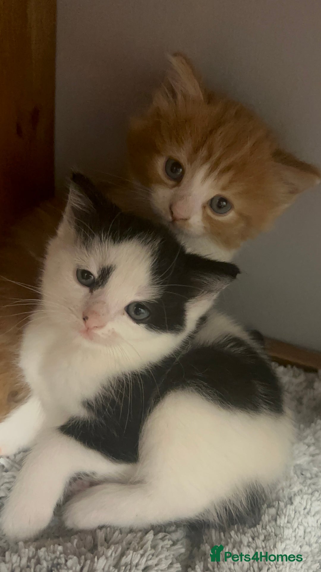 British Longhair cats for sale: Two gorgeous kittens  - Image 3