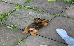 Cockapoo dogs for stud: Miniature Cockapoo Stud Dog - Image 8