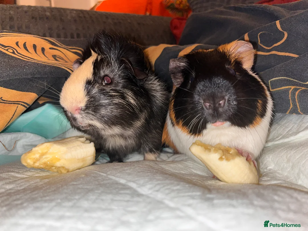 Guinea Pig rodents for sale: Guinea Pigs Rehoming  in Sittingbourne - Advert 1