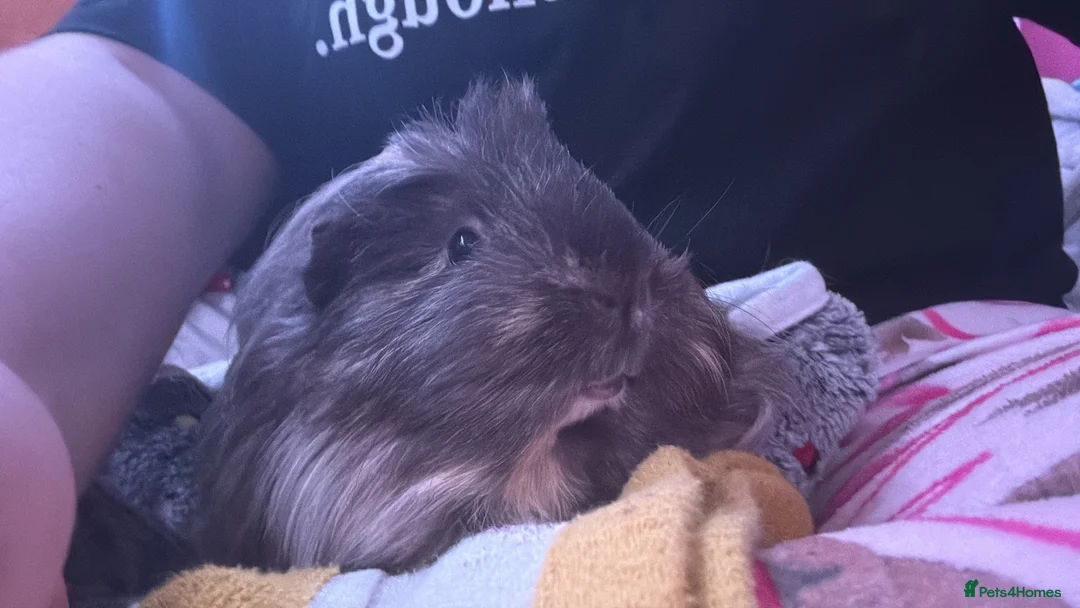 Guinea Pig rodents for sale: 1 long hair sow - Advert 2