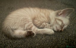 Mixed Breed cats for sale: Beautiful kittens - Image 4