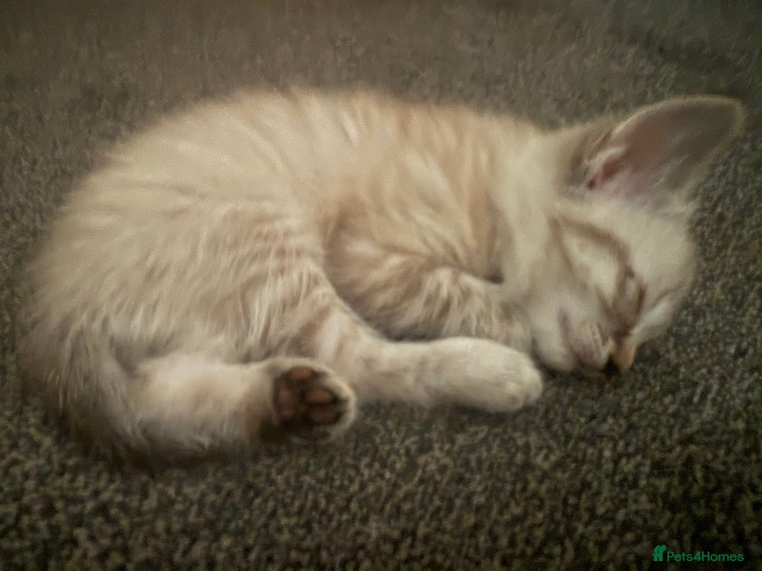 Mixed Breed cats for sale: Beautiful kittens - Image 4