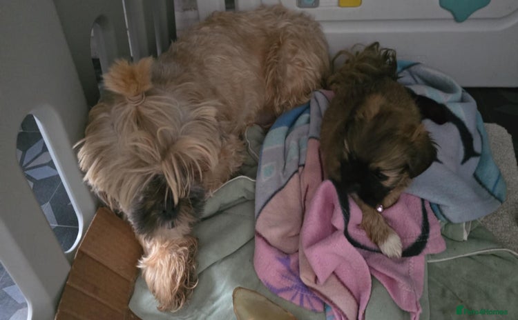 Shih Tzu dogs - Advert 1