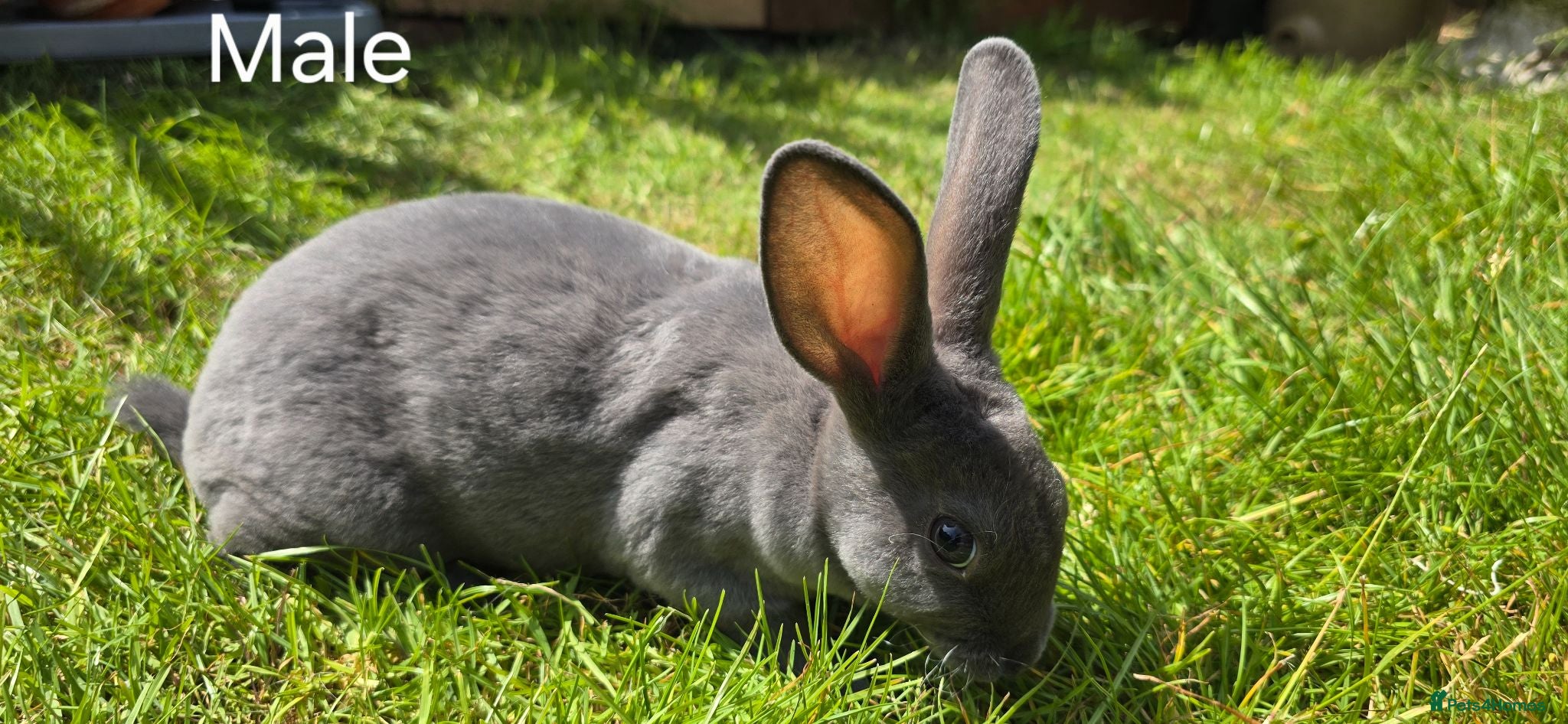 Rex rabbits 2 Litters of Mini rex different colours and sex - Advert 20