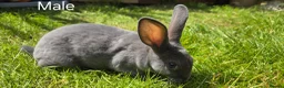 Rex rabbits for sale: 2 Litters of Mini rex different colours and sex - Advert 4