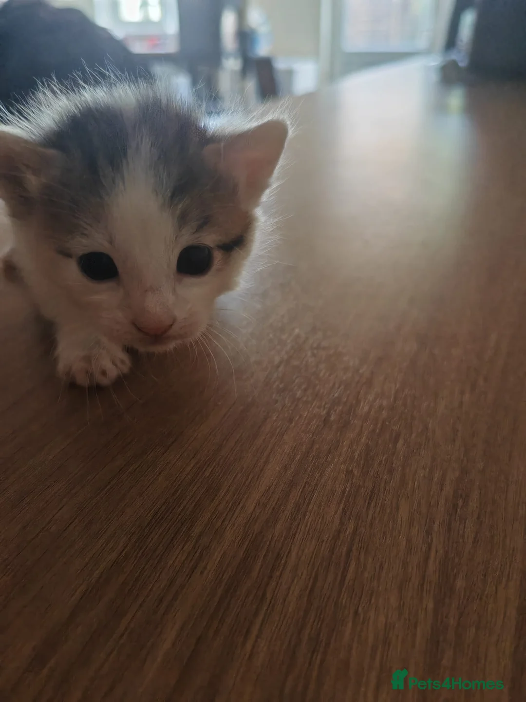 Mixed Breed cats for sale: 4 kittens  - Advert 2