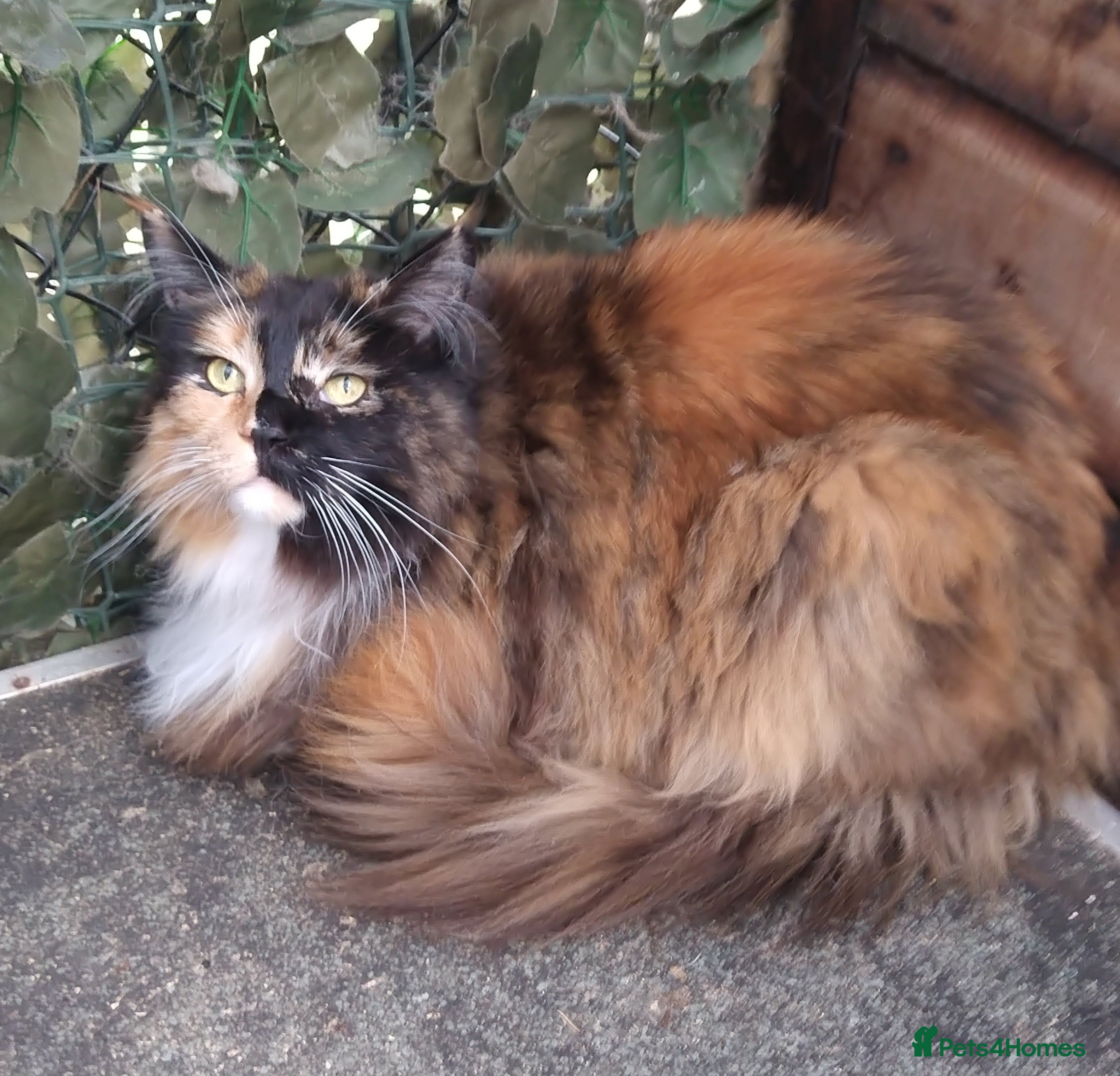 Maine Coon cats Beautiful pedigree Maine Coon for sale  - Advert 1
