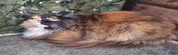 Maine Coon cats for sale: Beautiful pedigree Maine Coon for sale  - Advert 1
