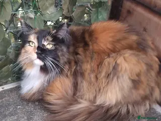 Maine Coon cats Beautiful pedigree Maine Coon for sale - Advert 1