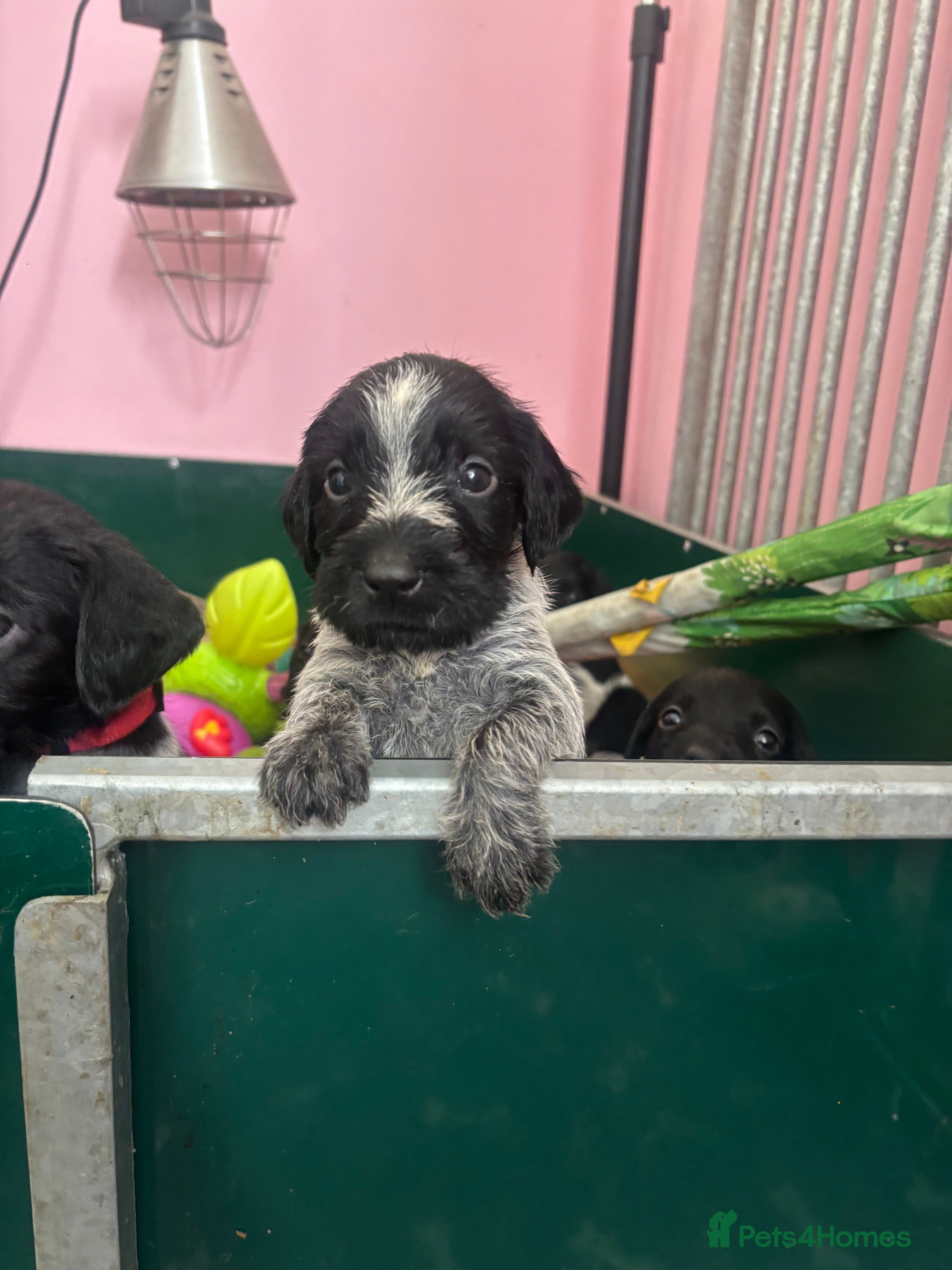 German Wirehaired Pointer dogs Stunning German wire hairs pointers  - Advert 9