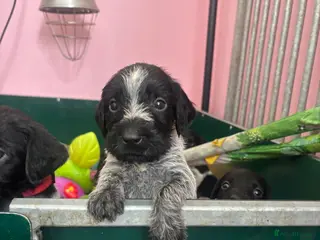 German Wirehaired Pointer dogs Stunning German wire hairs pointers - Advert 9