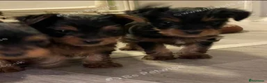 Yorkshire Terrier 4