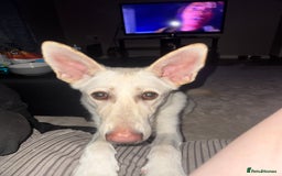 German Shepherd dogs for sale: Regina - Image 7