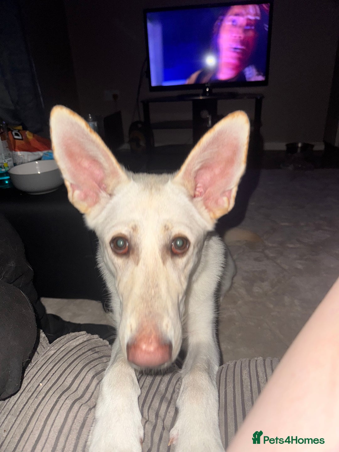 German Shepherd dogs for sale: Regina - Image 7