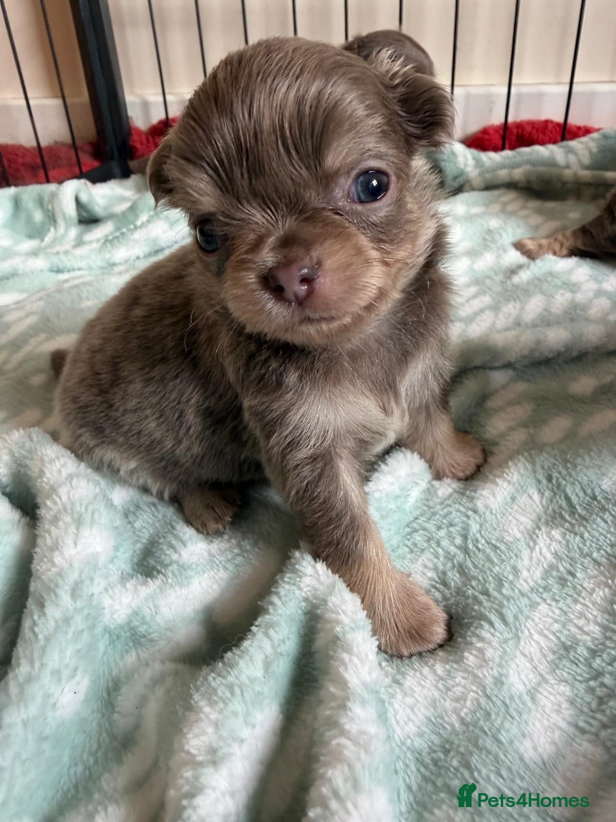 Chihuahua dogs for sale: Gorgeous lilac long coat girls and boys - Advert 7