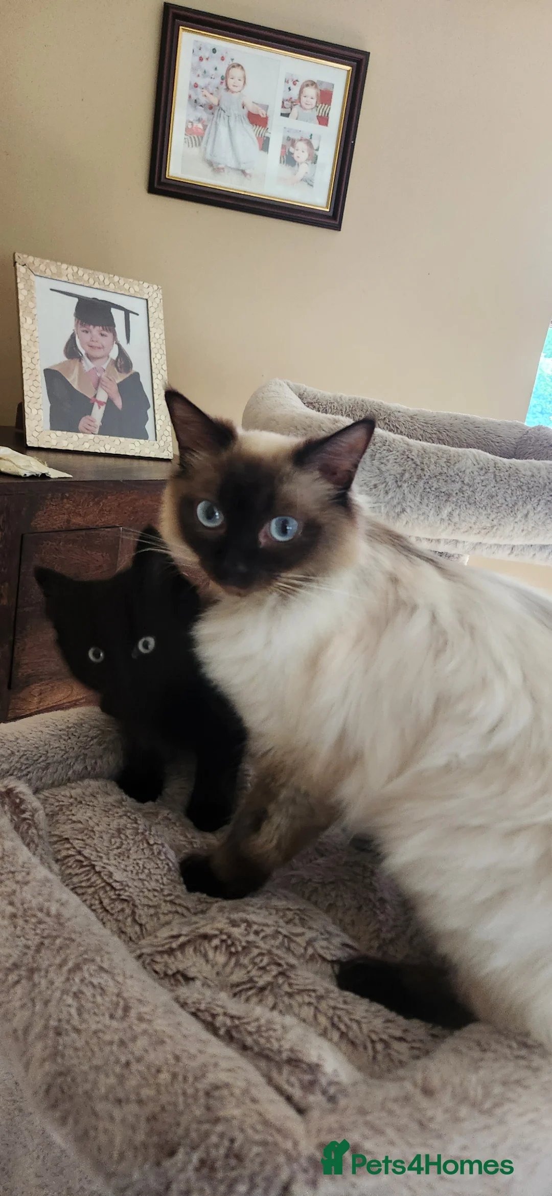 Mixed Breed cats for sale: Beautiful Ragdoll Cross Kitten Ready Now - Advert 5