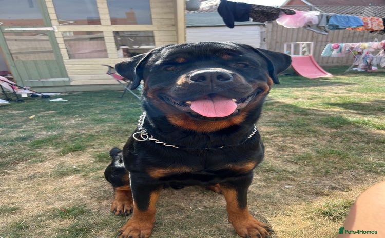 Rottweiler dogs - Advert 1