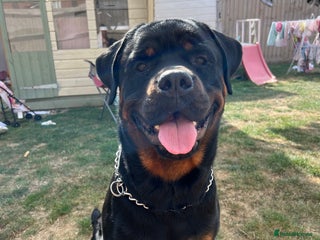 Rottweiler dogs - Advert 7