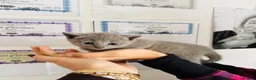 Russian Blue cats for sale: TOP PEDIGREE RUSSIAN BLUE KITTENS 🐱 - Advert 1