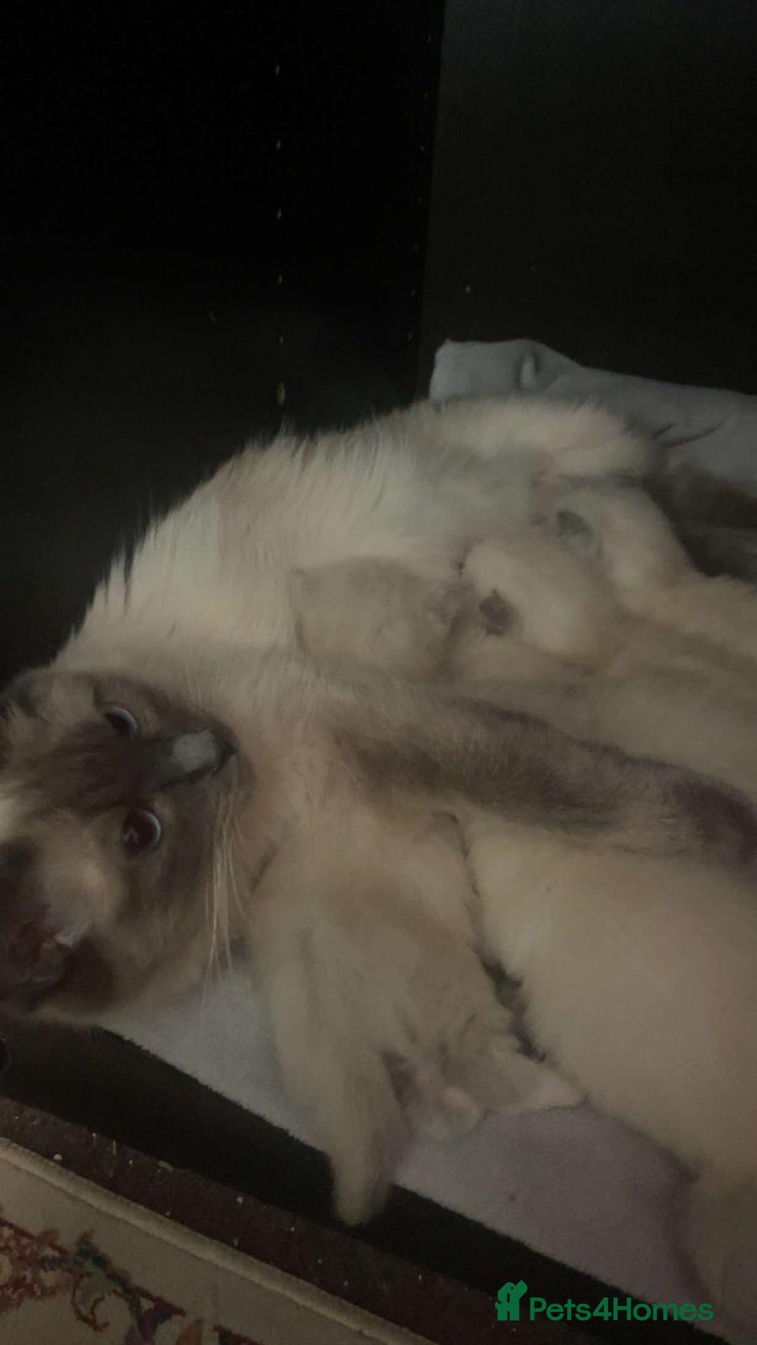 Ragdoll cats for sale: ragdoll kittens - Advert 18