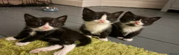 Mixed Breed cats for sale: 4 KITTENS BRYNMAWR  - Advert 2